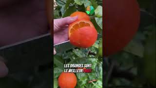 Les meilleurs fruits pour ton corps [upl. by Naired729]