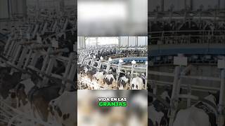 ¿Por qué Animales de GRANJA🐷🐔1 [upl. by Pudens110]