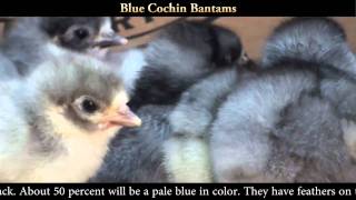 Blue Cochin Bantam Chicks [upl. by Arquit888]