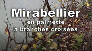 Mise en forme dun Mirabellier en palmette à branches courbées [upl. by Adele]