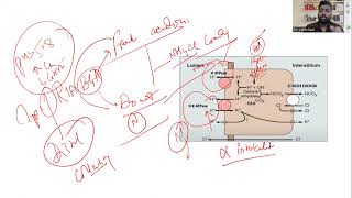 Renal Tubular Acidosis Type 1  Pathophysiology  Diagnosis and Management  Dr Ankit Goel FRCS Urol [upl. by Orferd709]