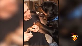 Lustige böse Hunde Videos 🐶 witzige Hunde Videos [upl. by Gombosi823]