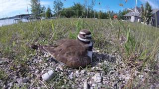 Killdeer Birds  Babies in the Nest [upl. by Verile403]