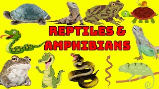 Reptiles and Amphibians in English with pictures  Reptiles and Amphibians vocabulary for kids [upl. by Onitram]