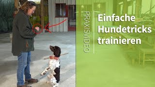 Einfache Hundetricks ► Männchen machen ► Praxisvideo [upl. by Nylevol772]