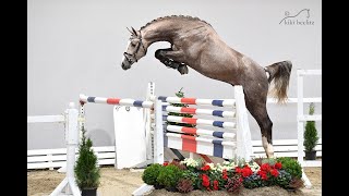 wwwdressurstallsandbrinkde 2017 lic HICKSTEAD WHITE stallion [upl. by Ynohtnael900]