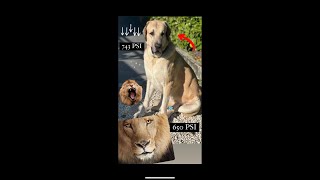 Aksaray Malakli dog breed has stronger jaw PSI than a LION [upl. by Ynnattirb]