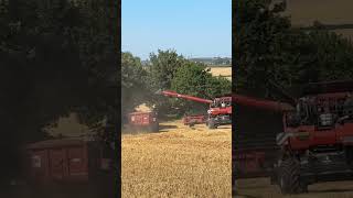 XXL Monster Case 9250 Combine amp 2 X MasseyFerguson Tractor Harvesting Wheat Yorkshire [upl. by Annil]