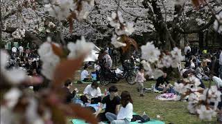 Cherry Blossom  Escalator Incident news latestnews latestupdate [upl. by Rosette]