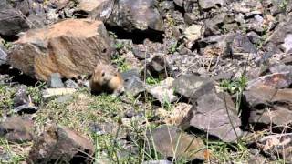 Pallass Pika in the Gobi Altai [upl. by Oluas]