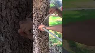 The best way to prevent a tree from breaking [upl. by Stanislaw685]