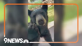 Bear cub caught sniffing around Morrison home [upl. by Ahsitauq]