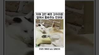 치매 걸린 강아지 돌보는 냥이 ㅠㅠ [upl. by Biddy]