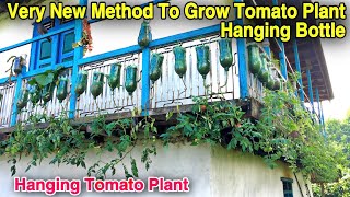 UNSEEN TOMATO FARMING IN VILLAGE IN NEPAL  HANGING TOMATO PLANT  VERTICAL GARDENING  Shorts [upl. by Selma972]