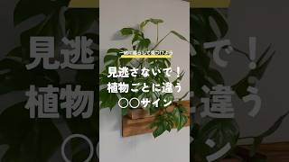 見逃さないで！植物図鑑ごとに違う𓏸𓏸サイン [upl. by Iaht733]