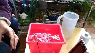 Day 2 Epsom Salt Treatment for Goldfish MOV [upl. by Yarvis661]