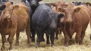 Stand Strong Wilkinson Farms Simmentals North Dakota [upl. by Nevi]