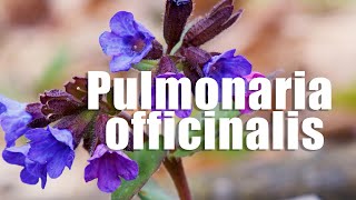 Pulmonaria officinalis [upl. by Neeruam]