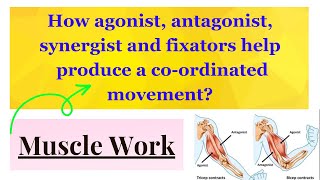 Group action of muscle agonist antagonist synergist fixators [upl. by Ahsiele]