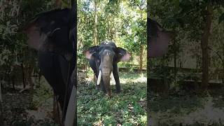 Pambady Rajan പാമ്പാടി രാജൻ ആന king Rajavu  aana elephant animals animal kerala [upl. by Ehctav107]