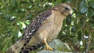 RedShouldered Hawk Calls amp Hunts FYV [upl. by Nothgiel]