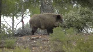 Montería de Jabalíes en Cuenca 💥🐗 ALUCINANTE  GRANDES JABALIES [upl. by Milburt]