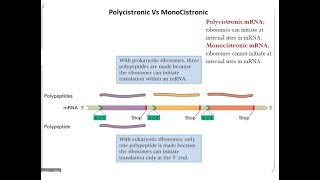 Polycistronic Vs Monocistronic  Prokaryotic mRNA Vs Eukaryotic mRNA [upl. by Winikka]