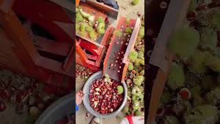 Chestnut thorn shell peeling machine Good tools and machinery can increase work efficiency [upl. by Ecnav]