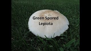 Poisonous Mushrooms in Pennsylvania Green Spored Lepiota [upl. by Munson]