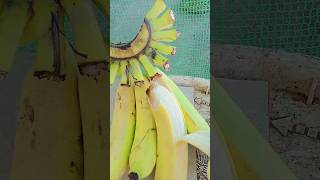 ripe bananatrending highlights shorts [upl. by Barnum]