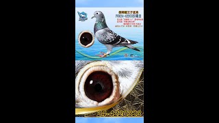 【最佳基特爾直系專場】P24 4220323影片介紹 [upl. by Khai]