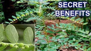 Herbal Plant Secret Health Benefits of Phyllanthus Niruni [upl. by Raseta]