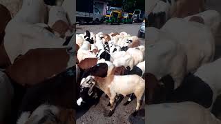 Every Tuesday Tumkur bazaar AGRIANIMALS [upl. by Atauqal]