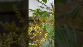 kohala Longan with lots of Flowers 🌸 [upl. by Arakat]