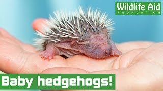 Cute hedgehog family returned to the wild [upl. by Fionna788]