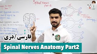 Spinal Nerves Anatomy Part 2  اناتومی اعصاب نخاعی Anatomy27 [upl. by Zaid]