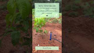 Tiny but effective—this mini sprinkler does the job right 🌱👌sprinklerkeralapearlgrassgarden [upl. by Muir]