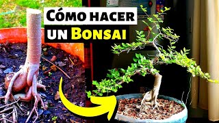 Cómo hacer un bonsai  Bonsai de olmo estilo moyogui [upl. by Desta949]