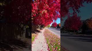 Street with fantastic autumn colours shorts autumn street autumncolors fallcolors [upl. by Applegate]