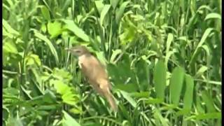 Lovely reed Warbler singing ヨシキリの鳴き声 [upl. by Alyworth]