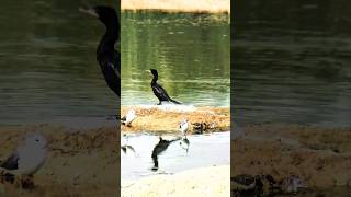 The cormorant nature shorts viralvideo [upl. by Inez584]