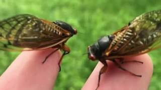 Sounds of the 17 Year Cicada [upl. by Maggie]