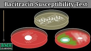 Bacitracin Susceptibility Test  Bacitracin Test For Streptococcus Pyrogenes [upl. by Tawnya]