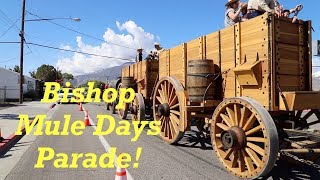 Borax Wagons First Complete Appearance at 50th Anniversary of Bishop Mule Days [upl. by Aver]