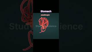 stomach anatomy and physiology anatomy physiology biology 3danimation [upl. by Felita755]