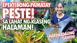 EPEKTIBONG PAMATAY PESTE SA HALAMAN NAPAKADALING GAWIN Oriental Herbal Nutrients Haydees Garden [upl. by Thibault312]