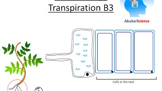 GCSE Biology Transpiration in Plants AQA B3 OCR Edexcel [upl. by Berman177]