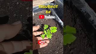 Plantar SANDIA 🍉 en MACETAS  cómo cultivar sandía en casa  cómo sembrar sandía en recipientes [upl. by Einaoj]