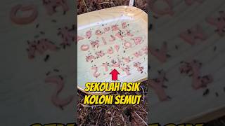 BIKIN SEKOLAH GRATIS BUAT KOLONI SEMUT eksperimen semutkecil semuthitam semutapi [upl. by Langille514]