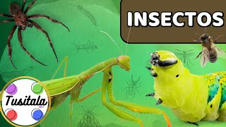 Los Insectos  ¡Aprende el nombre de los bichos y escucha sus sonidos [upl. by Ttesil]